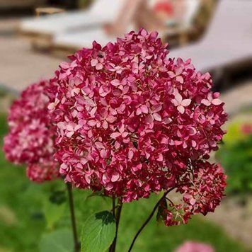 Гортензия древовидная Кендибель Сорбет. (Hydrangea arborescens Candybelle Sorbet) Р9 CS2783 фото