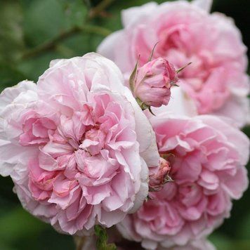 Роза Коттедж Роза. (Cottage Rose) АНГЛ
