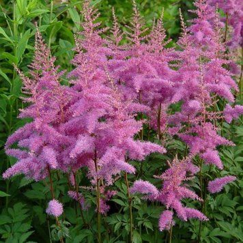 Астильба Арендса Аметист. (Astilbe arendsii Amethyst) С3 V65187 фото