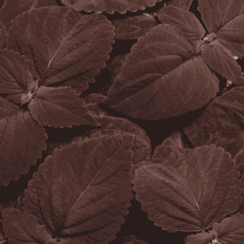 Колеус Блюма Премиум Сан (Solenostemon scutellarioides Premium Sun) Р9 20-25см 000N1013 фото
