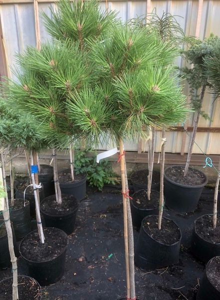Сосна смолистая Джами. (Pinus resinosa Jami ) ШТАМБ CS2380 фото