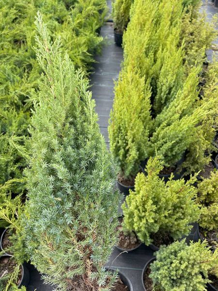 Ялівець китайський Стрікта. (Juniperus chinensis Stricta) С3 65-70см CS2230 фото