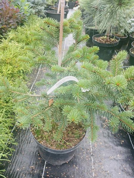 Ель колючая Майголд. (Picea pungens Maigold) 40см CS2080 фото