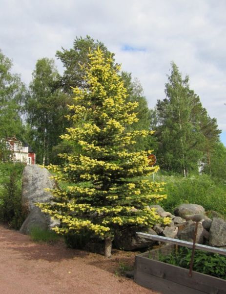 Ель колючая Майголд. (Picea pungens Maigold) 40см CS2080 фото