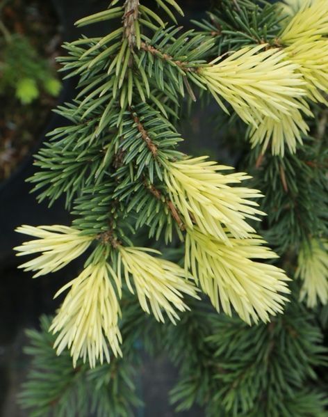 Ель колючая Майголд. (Picea pungens Maigold) 40см CS2080 фото