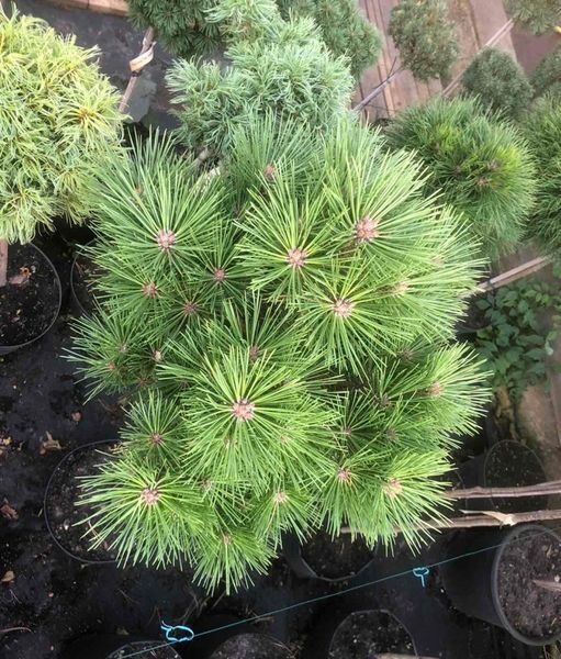 Сосна смолистая Джами. (Pinus resinosa Jami ) ШТАМБ CS2380 фото