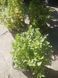 Спірея японська Літтл Принцес. (Spiraea japonica Little Princess) Р9 V70213 фото 2