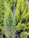 Ялівець китайський Стрікта. (Juniperus chinensis Stricta) С3 65-70см CS2230 фото 3