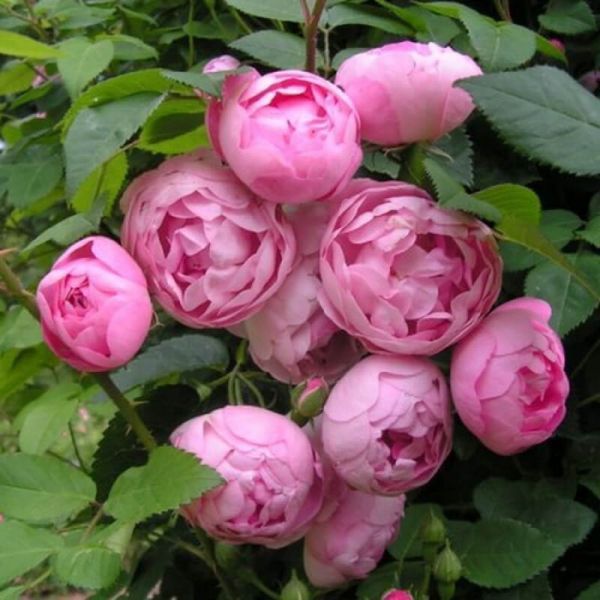 Троянда Пінк Морсдаг. (Pink Morsdag) Бордюрна CS0503 фото