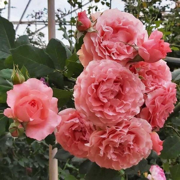 Роза Корал Желе. (Corail gelee) Флорибунда ЯПОНСКАЯ в КОНТЕЙНЕРЕ Velet