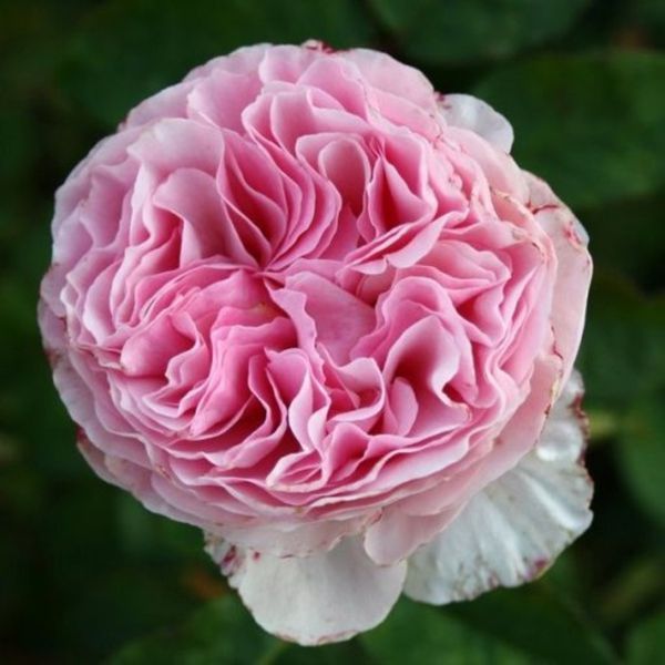 Роза Гартентраум. (Gartentraume) Шраб CS1603 фото