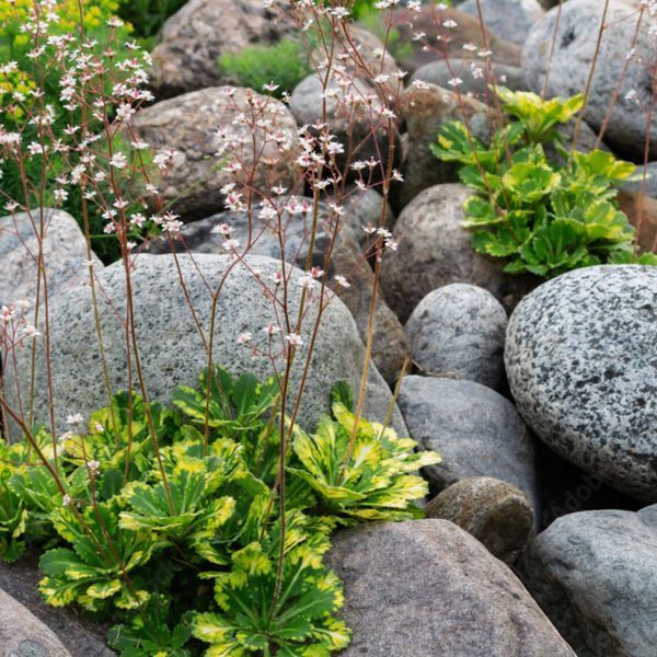 Ломикамінь варієгатний. (Saxifraga umbrosa variegata) Р9