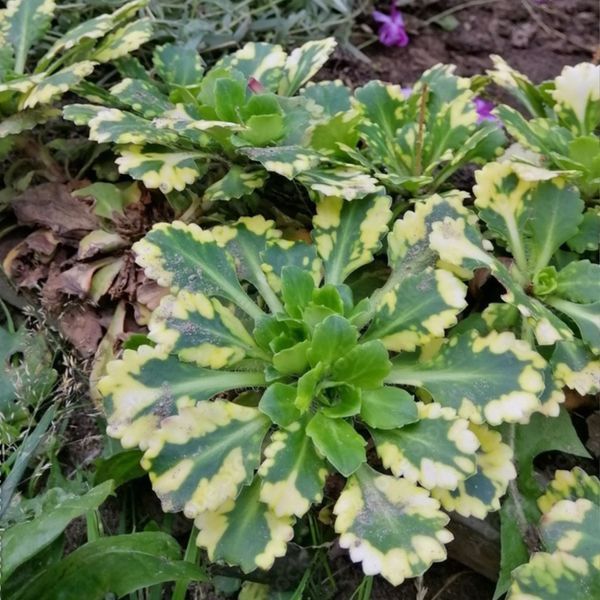 Ломикамінь варієгатний. (Saxifraga umbrosa variegata) Р9