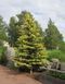 Ель колючая Майголд. (Picea pungens Maigold) 40см CS2080 фото 2