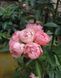 Троянда Пінк Морсдаг. (Pink Morsdag) Бордюрна CS0503 фото 2