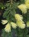 Ель колючая Майголд. (Picea pungens Maigold) 40см CS2080 фото 5