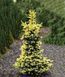 Ель колючая Майголд. (Picea pungens Maigold) 40см CS2080 фото 4