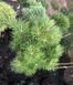 Сосна смолистая Джами. (Pinus resinosa Jami ) ШТАМБ CS2380 фото 3