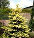 Ель колючая Майголд. (Picea pungens Maigold) 40см CS2080 фото 1