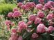 Гортензія деревоподібна Пінк Анабель. (Hydrangee arborescens Pink Annabelle) Р9 V70315 фото 3