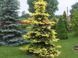 Ель колючая Майголд. (Picea pungens Maigold) 40см CS2080 фото 3