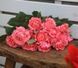 Роза Корал Желе. (Corail gelee) Флорибунда ЯПОНСКАЯ в КОНТЕЙНЕРЕ Velet CS0003 фото 5