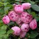 Троянда Пінк Морсдаг. (Pink Morsdag) Бордюрна CS0503 фото 5