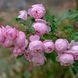 Троянда Пінк Морсдаг. (Pink Morsdag) Бордюрна CS0503 фото 1