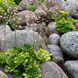 Ломикамінь варієгатний. (Saxifraga umbrosa variegata) Р9 TS0006 фото 2