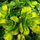 Ломикамінь варієгатний. (Saxifraga umbrosa variegata) Р9 TS0006 фото 1