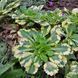 Ломикамінь варієгатний. (Saxifraga umbrosa variegata) Р9 TS0006 фото 3
