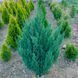 Ялівець китайський Стрікта. (Juniperus chinensis Stricta) С3 65-70см CS2230 фото 1