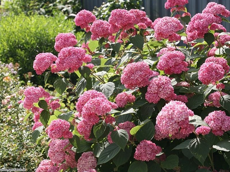 Гортензія деревоподібна Пінк Анабель. (Hydrangee arborescens Pink Annabelle) Р9 V70315 фото