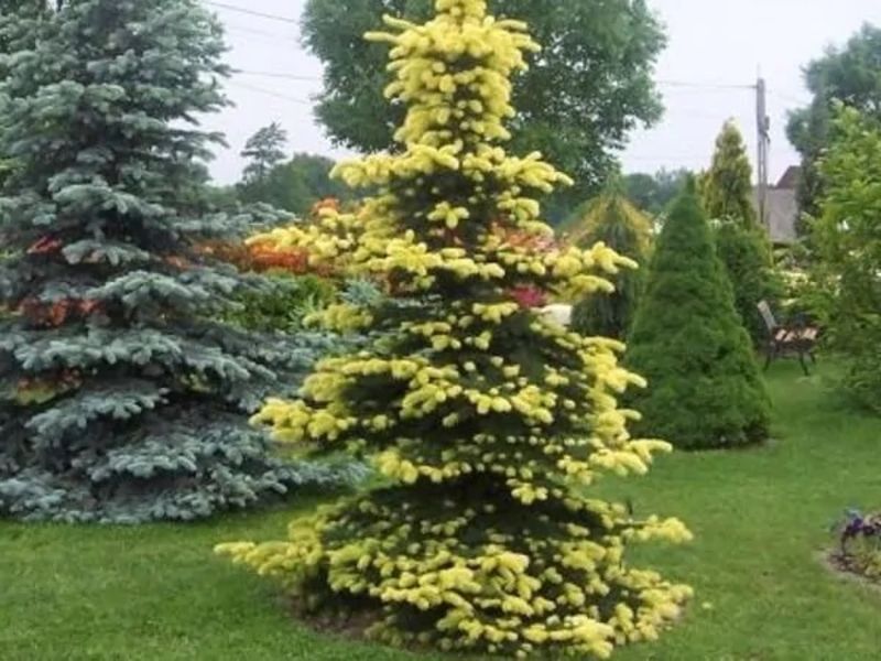 Ель колючая Майголд. (Picea pungens Maigold) 40см CS2080 фото
