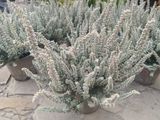 Вереск обыкновенный 'Зилли' Calluna vulgaris 'Zilli' V54180 фото