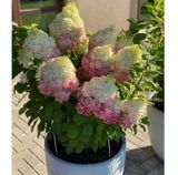 Гортензія волотиста Лівінг Колорфул Коктейль. (Hydrangea paniculata Colourful Cocktail) Р9