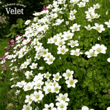 Ломикамінь Айс Колор Перл Вайт Saxifraga Ice Colours Pearl White Р9
