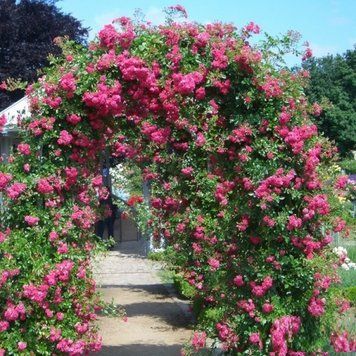 Роза Супер Эксцельза. (Super Excelsa) Плетистая CS0754 фото