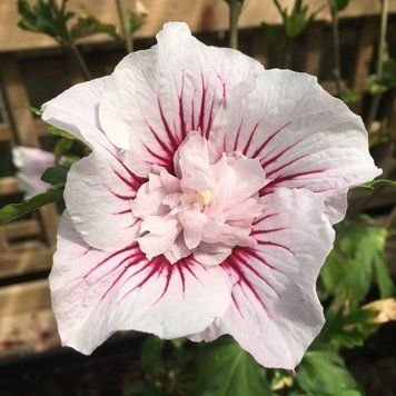 Гібіскус сирійський Чайна Шифон. (Hibiscus syriacus China Chiffon) P9 CS2634 фото