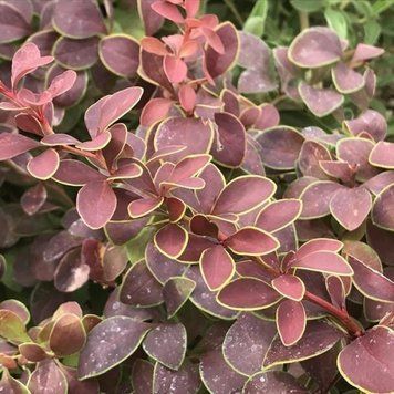Барбарис Тунберга Короніта. (Berberis thunbergii Coronita) С3 CS2484 фото