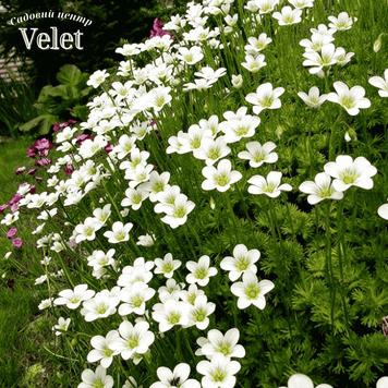Ломикамінь Айс Колор Перл Вайт Saxifraga Ice Colours Pearl White Р9