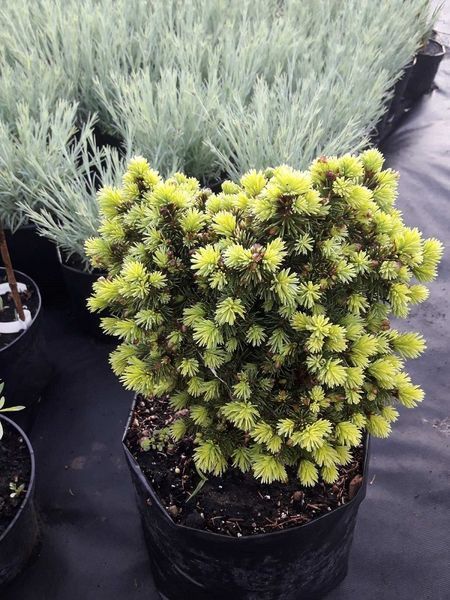 Ель обыкновенная Ауреа ВБ. (Picea abies Aurea WB) C10 CS2131 фото