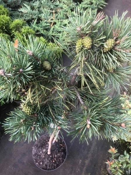 Сосна звичайна Альбінс. (Pinus sylvestris Albyns) ШТАМБ CS2381 фото