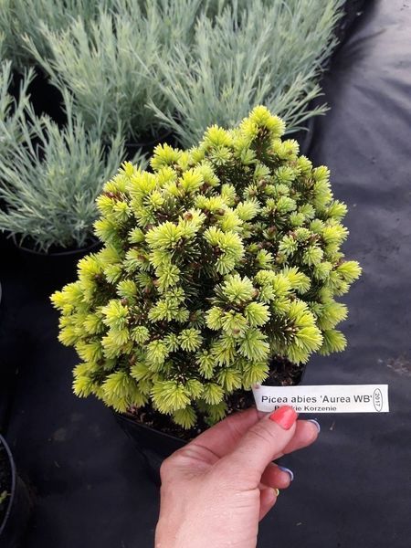 Ель обыкновенная Ауреа ВБ. (Picea abies Aurea WB) C10 CS2131 фото