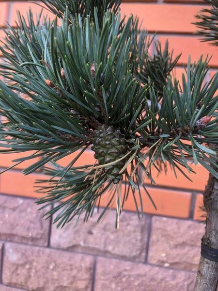 Сосна звичайна Альбінс. (Pinus sylvestris Albyns) ШТАМБ CS2381 фото