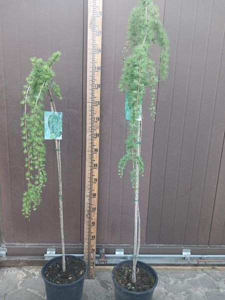 Модрина японська Стіф Віпер. (Larix kaempferi Stiff Weeper) ШТАМБ 100-120см CS2181 фото