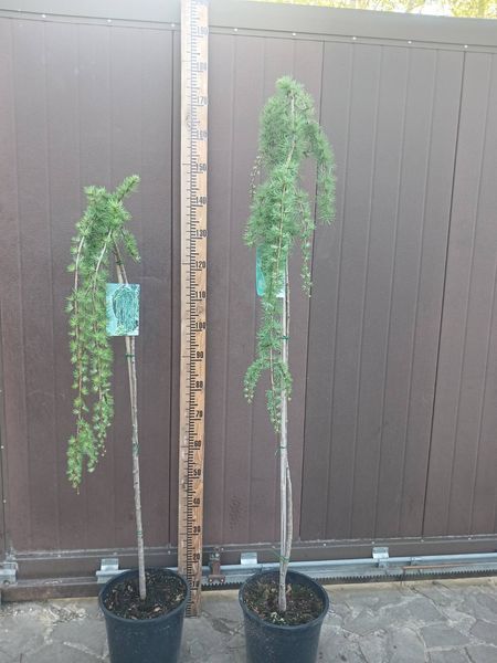 Модрина японська Стіф Віпер. (Larix kaempferi Stiff Weeper) ШТАМБ 100-120см CS2181 фото