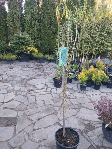 Модрина японська Стіф Віпер. (Larix kaempferi Stiff Weeper) ШТАМБ 100-120см CS2181 фото