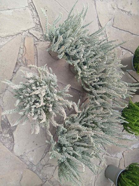 Вереск обыкновенный 'Зилли' Calluna vulgaris 'Zilli' V54180 фото