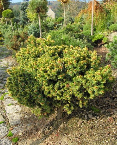 Ель обыкновенная Ауреа ВБ. (Picea abies Aurea WB) C10 CS2131 фото